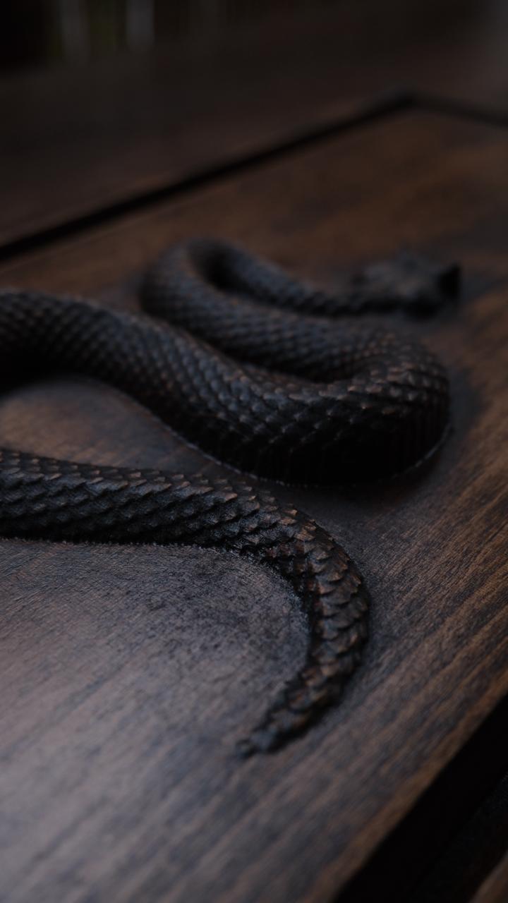 Chapan[Tea Snake] 44x23